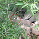 Image for article titled Chinese Monster Hoax Wasn't Really Gollum, But a Video Game Ad